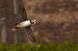 puffins 2010 1 ; comments:20