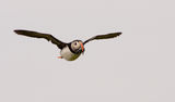 puffins 2010 3 ; comments:6