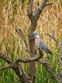 Гривяк(Columba palumbus) ; comments:10