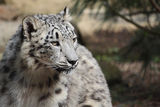 Snow Leopard ; Коментари:8