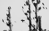 Дърветата на кормораните ; comments:8