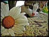 kitty and flower ; Comments:2