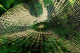 Spider`web ; comments:8