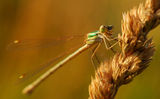 Dragonfly(Водно конче) ; comments:13