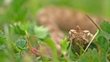 Nose-horned Viper ; comments:15