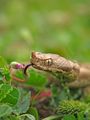 Nose-horned Viper ; comments:22
