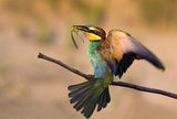 Bee-eater with prey ; comments:17