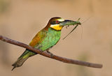 Bee-eater with prey ; comments:11