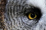 Great Gray Owl-Strix nebulosa ; comments:19