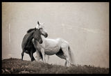 черен кон бяла кобила :) ; comments:16