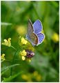 Amanda`s Blue butterfly /Polyommatus amandus ; comments:10