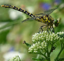 Водно конче - Crocothemis erythraea ; comments:7