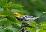 http://en.wikipedia.org/wiki/Black-throated_Green_Warbler ; comments:11