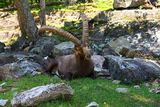 Alpine Ibex ; comments:2