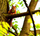 * * * Red Squirrel  * * * ; comments:8