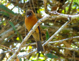 Cinnamon Flycatcher ; comments:5