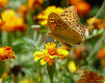 Венерина седефка - Argynnis paphia ; comments:6