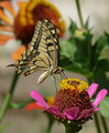 Papilio machaon - Голям полумесец, махаон ; comments:12