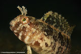 Blennius tentacularis | Tentacled blenny ; comments:6