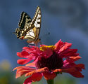 Papilio machaon - Голям полумесец ; comments:18