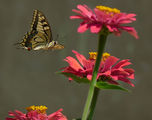 Papilio machaon - Голям полумесец ; comments:11