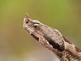 Nose-horned Viper ; comments:9