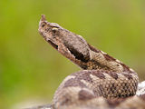 Nose-horned Viper ; comments:21