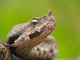 Nose-horned Viper ; comments:26