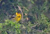 http://www.allaboutbirds.org/guide/Cape_May_Warbler/id ; comments:10
