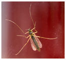 Un mosquito ; comments:3