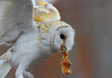 Забулена сова - Lechuza (Tyto alba) ; Коментари:4