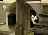 Една спокойна котка в Холандия ; comments:8