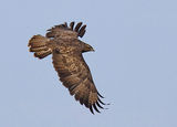 Обикновен мишелов / Buteo buteo ; comments:13