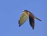 Керкенез (Falco tinnunculus) Черношипа ветрушка ; comments:17
