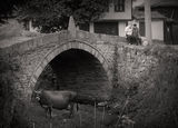 Копривщица - Калъчевият мост или “Мостът на Първата пушка” ; Коментари:5