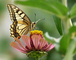 Papilio machaon - Голям полумесец ; comments:16