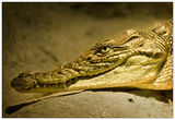 Crocodylus niloticus ; Коментари:2