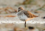 Тъмногръд брегобегач (Calidris alpina) ; comments:17