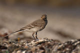 Бяла стърчиопашка-Motacilla alba ; comments:5