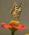 Papilio machaon - Голям полумесец ; comments:31