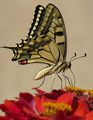 Papilio machaon - Голям полумесец ; comments:17