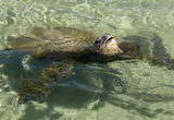 Гиганстка зелена морска костенурка, Хавай ; comments:9