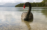 Един черен лебед в езерото Таравера ; comments:18
