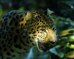 Leopard ; comments:8