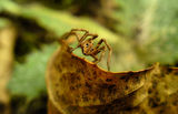 Spider on the autumn leaves ; comments:10