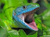 Eastern Green Lizard ; comments:13