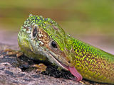 Eastern Green Lizard ; comments:22