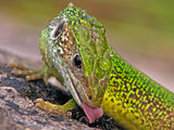 Eastern Green Lizard ; comments:27