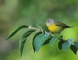 Nashville Warbler, Vermivora ruficapilla ; comments:24