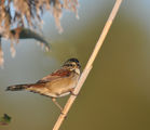 swamp sparrow ; comments:11